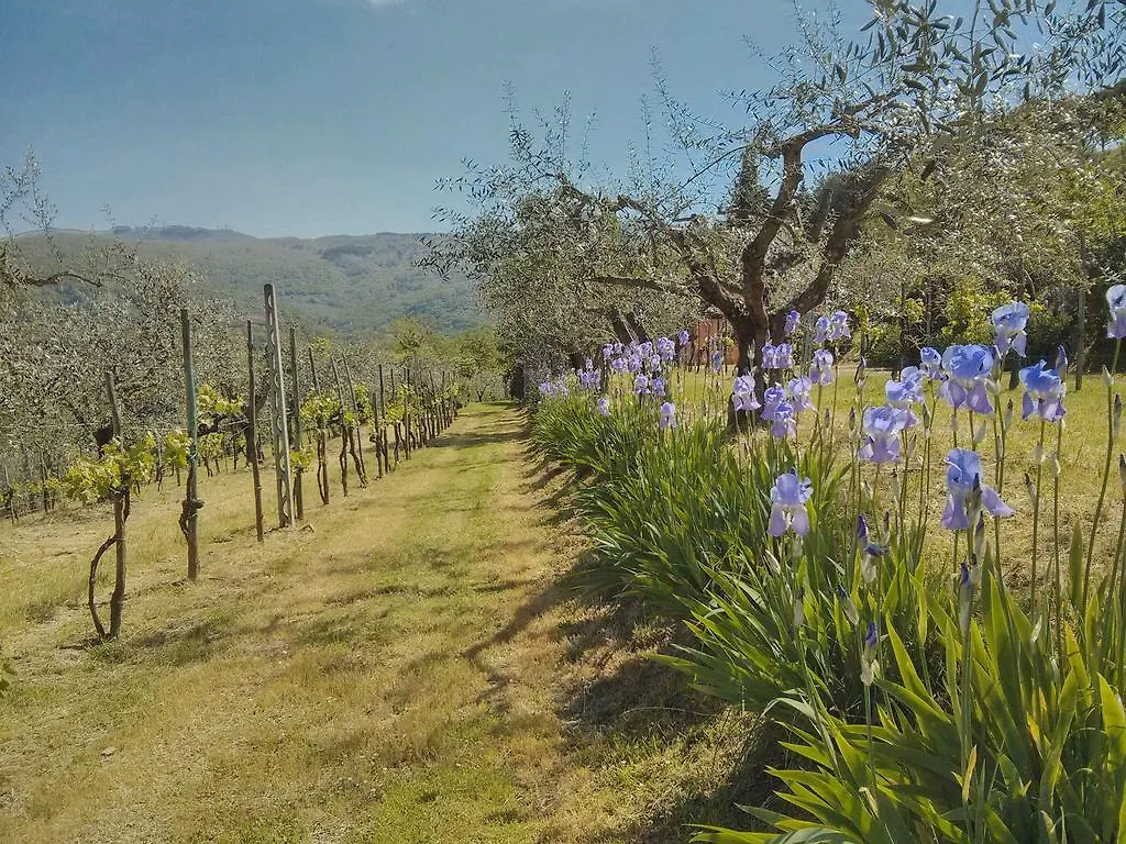Villa Tuscany Roses Arezzo Italy