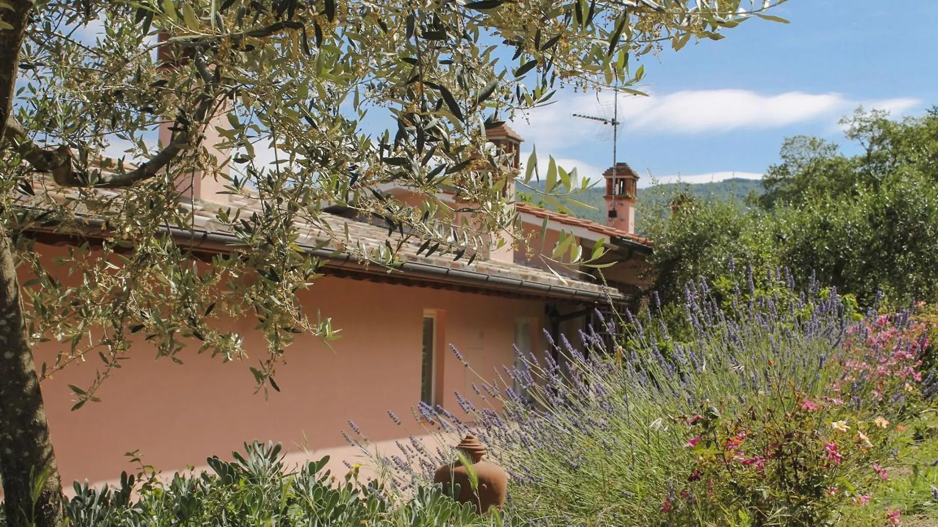 Tuscany Roses Arezzo Italy